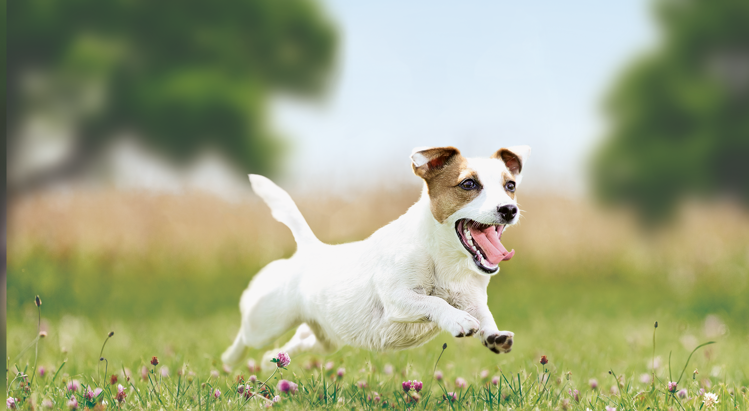 Trockenfutter für aktive ausgewachsene Hunde kleiner Rassen